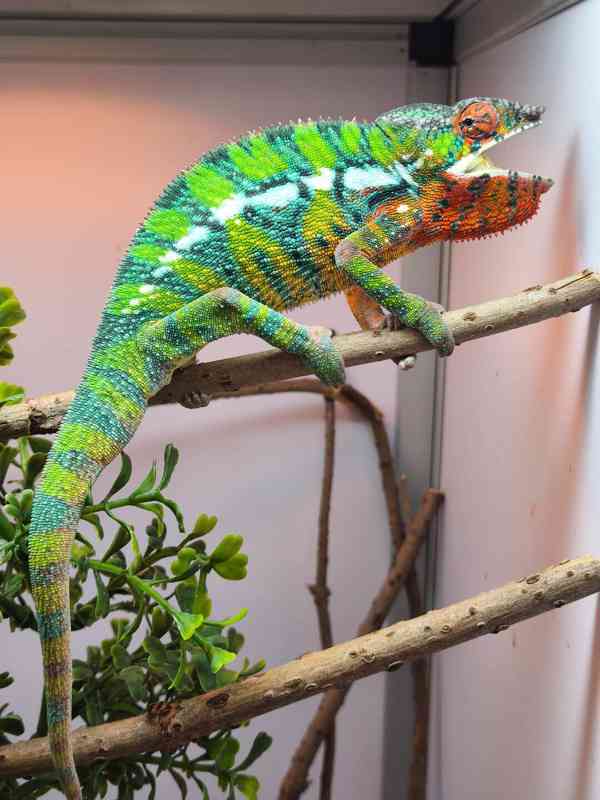 Chameleon pardálí - foto 7