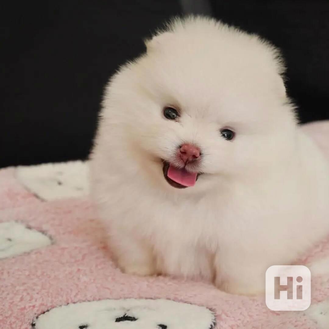 štěňata pomeraniana k odběru  - foto 1
