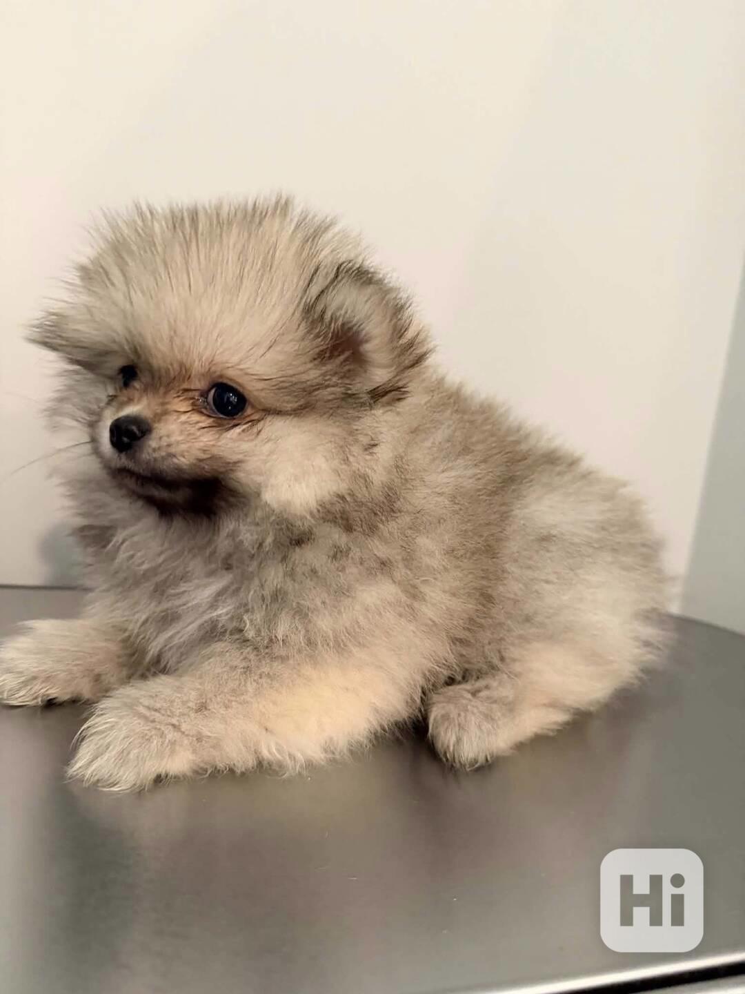 Prodej štěňat Pom. - foto 1