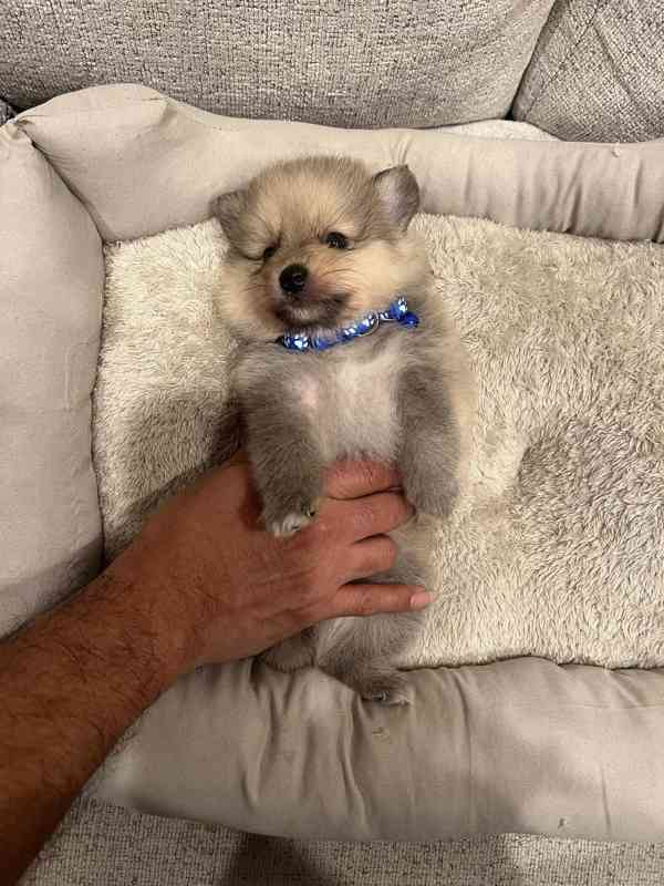 Prodej štěňat Pom. - foto 3