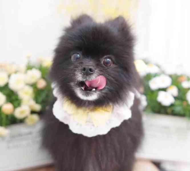 Prodej štěňat Pom. - foto 4