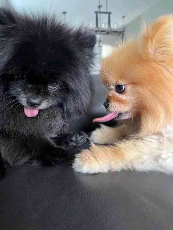 Prodej štěňat Pom. - foto 5