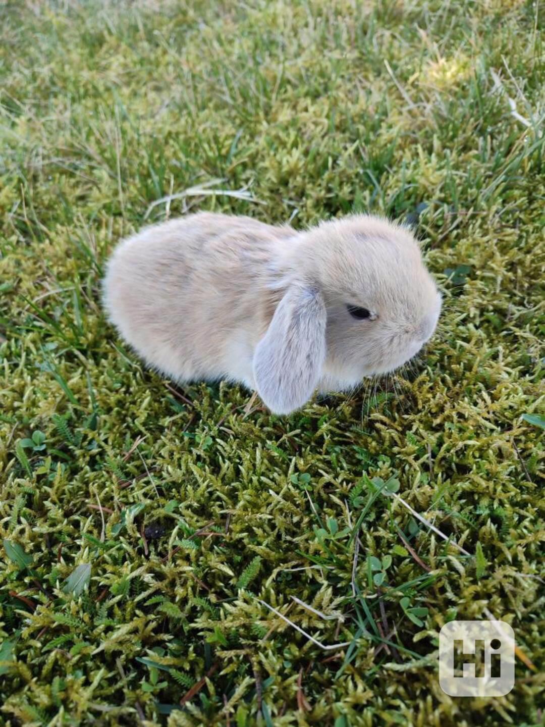 Zakrslý králíček beránek - foto 1