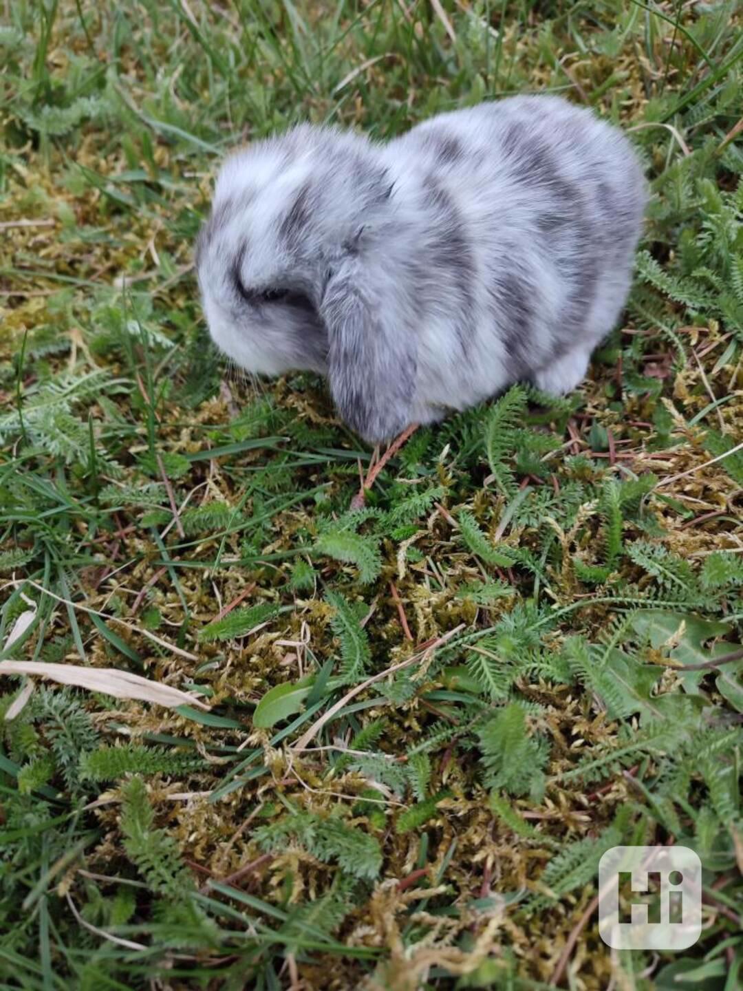 Zakrslý králíček beránek - foto 1