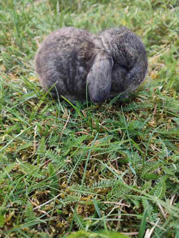 Zakrslý králíček beránek - foto 6
