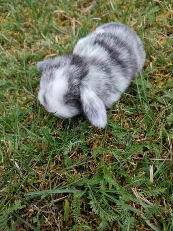 Zakrslý králíček beránek - foto 3