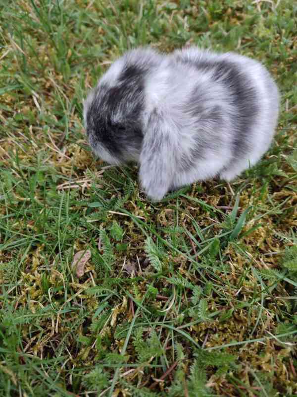 Zakrslý králíček beránek - foto 4