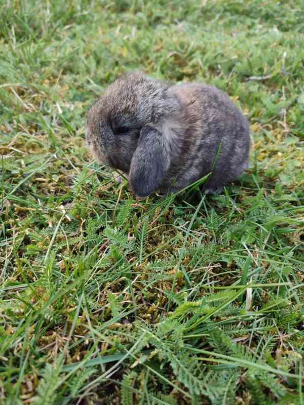 Zakrslý králíček beránek - foto 7