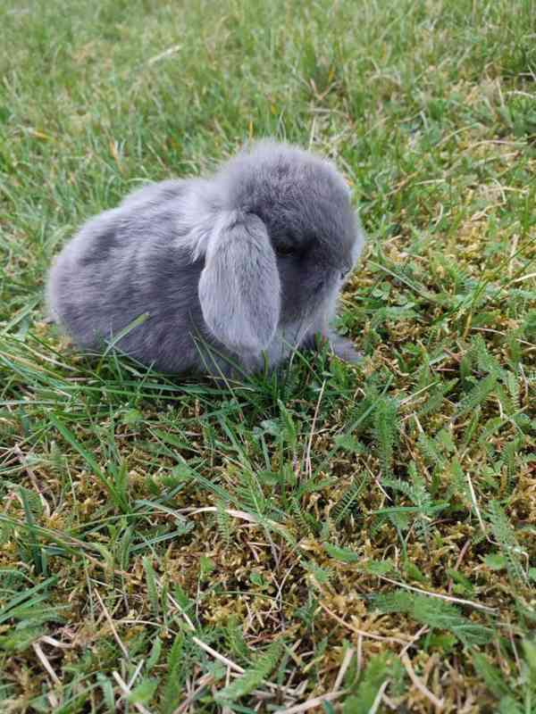 Zakrslý králíček beránek - foto 8