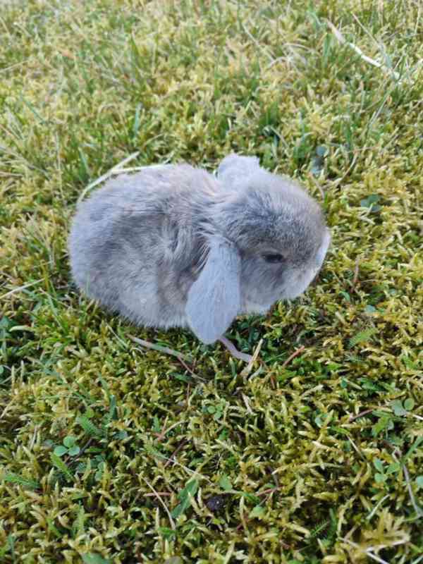 Zakrslý králíček beránek - foto 2