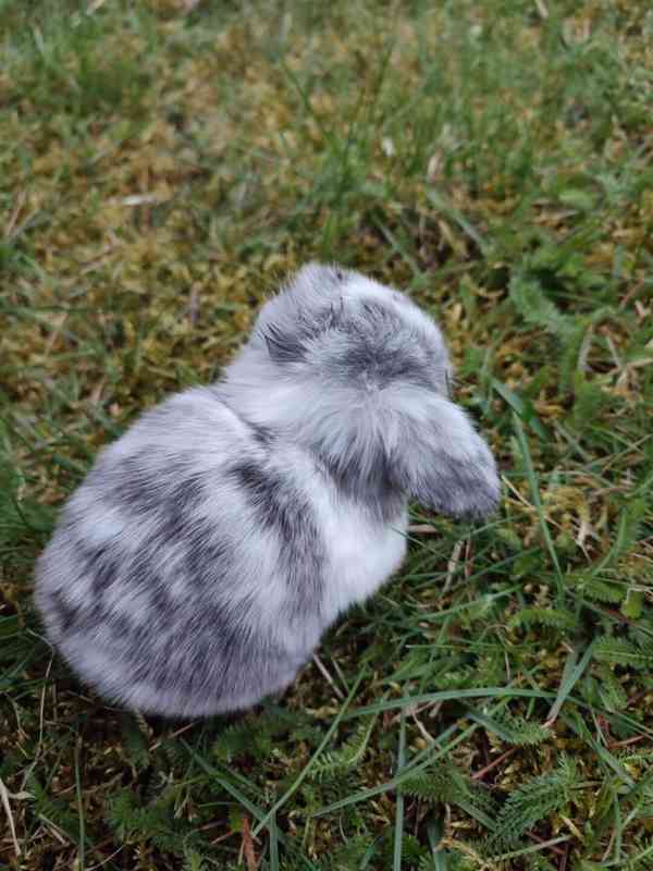 Zakrslý králíček beránek - foto 5