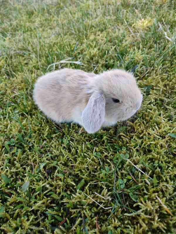Zakrslý králíček beránek