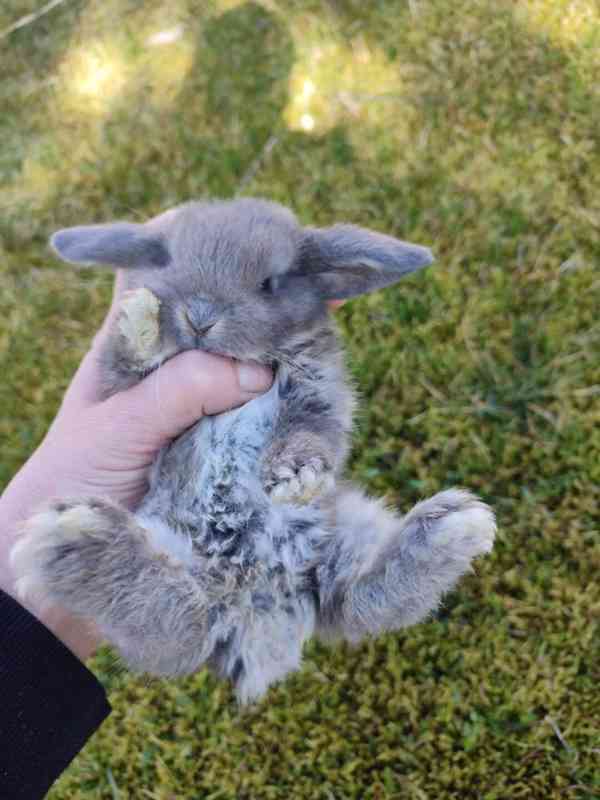 Zakrslý králíček beránek - foto 3