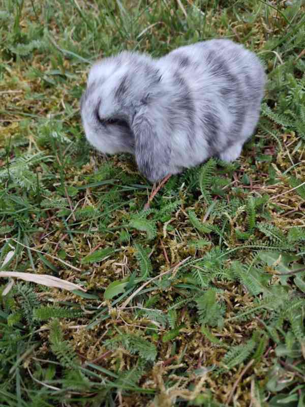 Zakrslý králíček beránek