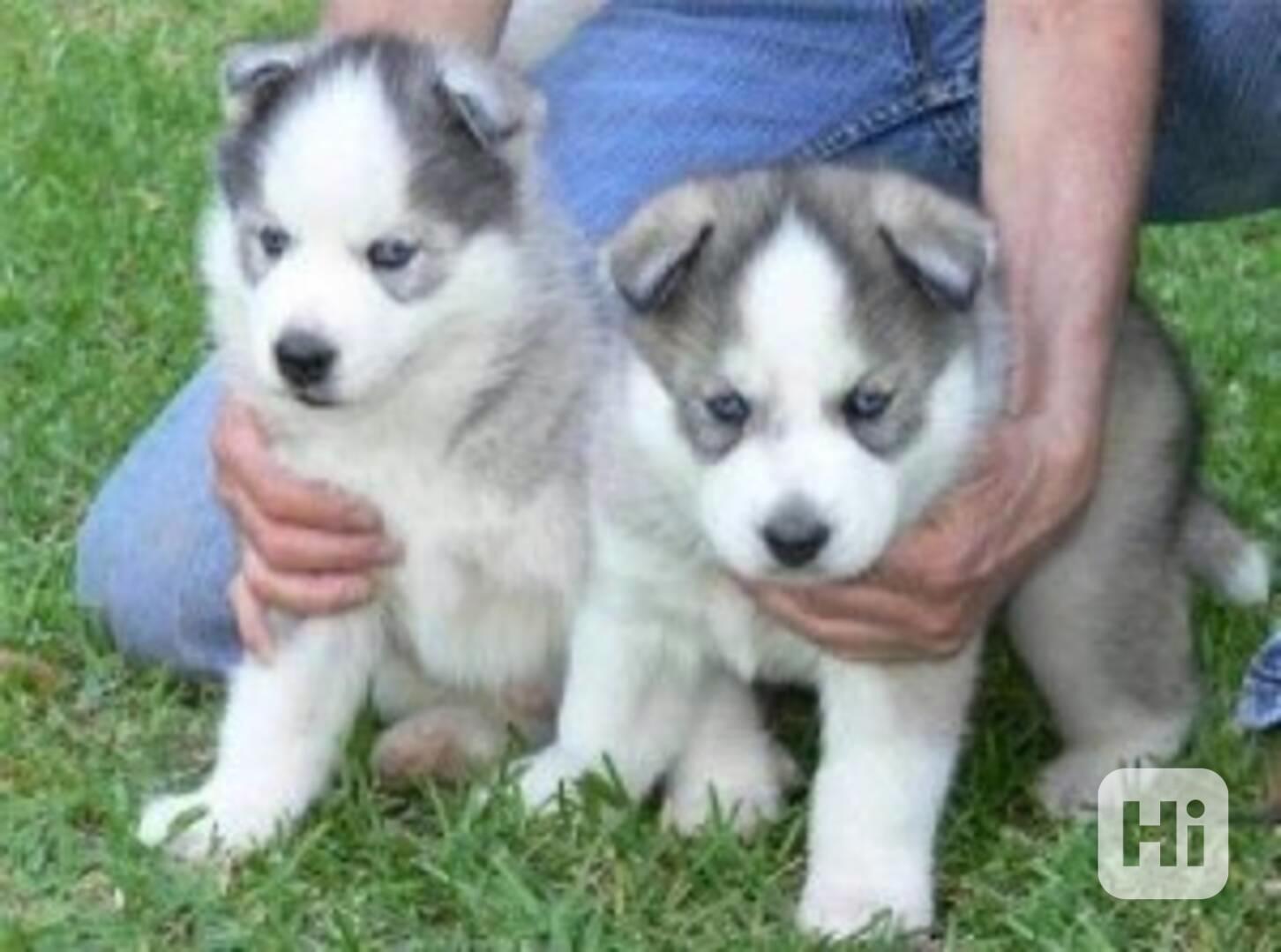 Štěně sibiřského huskyho Wolfy - foto 1