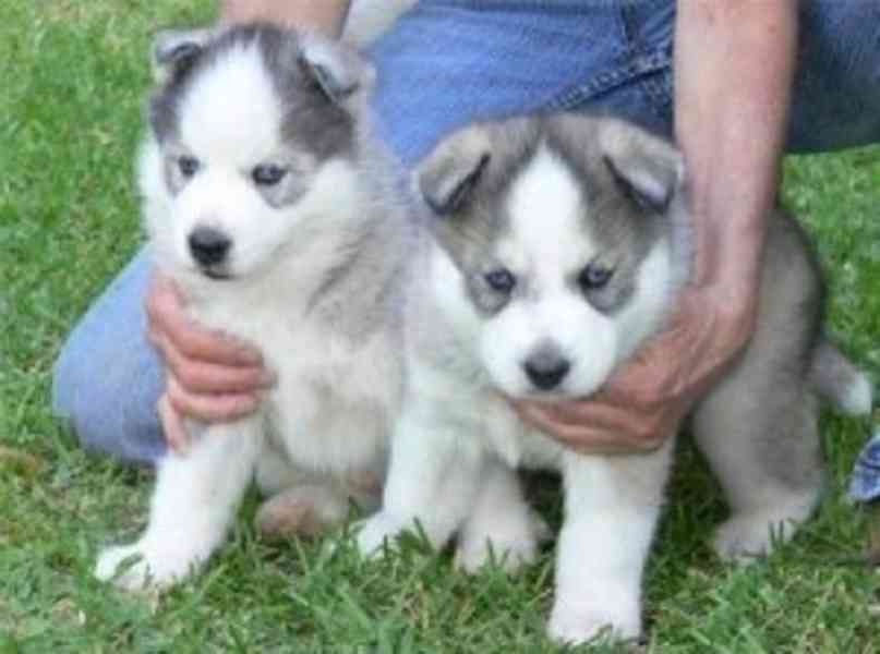 Štěně sibiřského huskyho Wolfy
