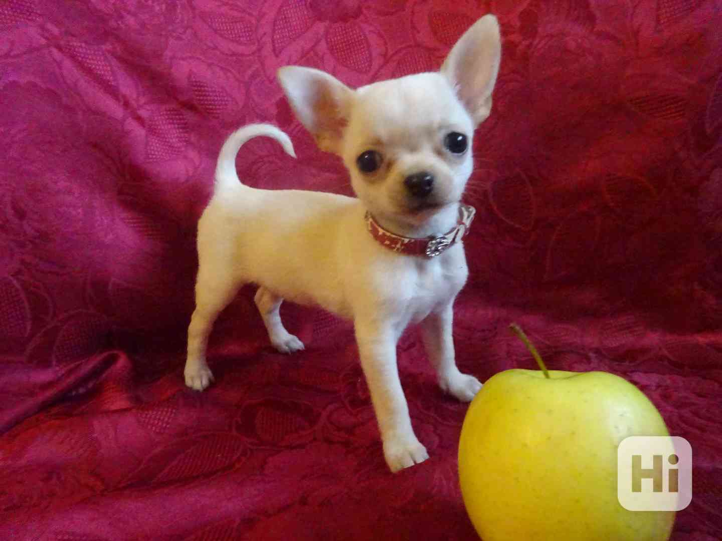 Nabízím štěňátko čivava bez PP, fenečka krátkosrstá. - foto 1