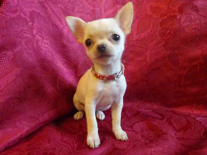 Nabízím štěňátko čivava bez PP, fenečka krátkosrstá. - foto 6