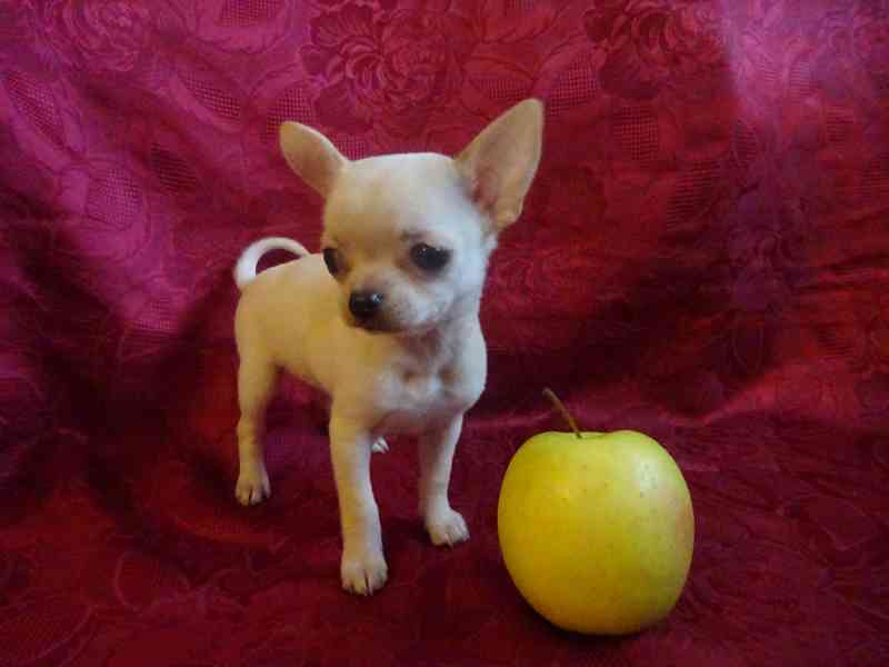 Nabízím štěňátko čivava bez PP, fenečka krátkosrstá. - foto 2