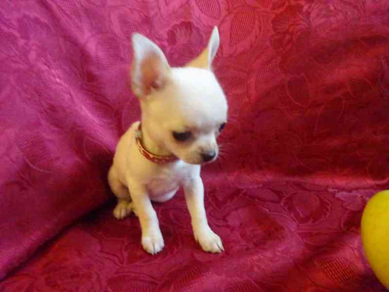 Nabízím štěňátko čivava bez PP, fenečka krátkosrstá. - foto 5