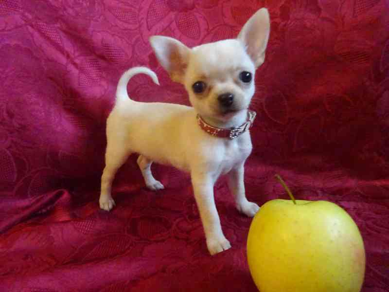 Nabízím štěňátko čivava bez PP, fenečka krátkosrstá.