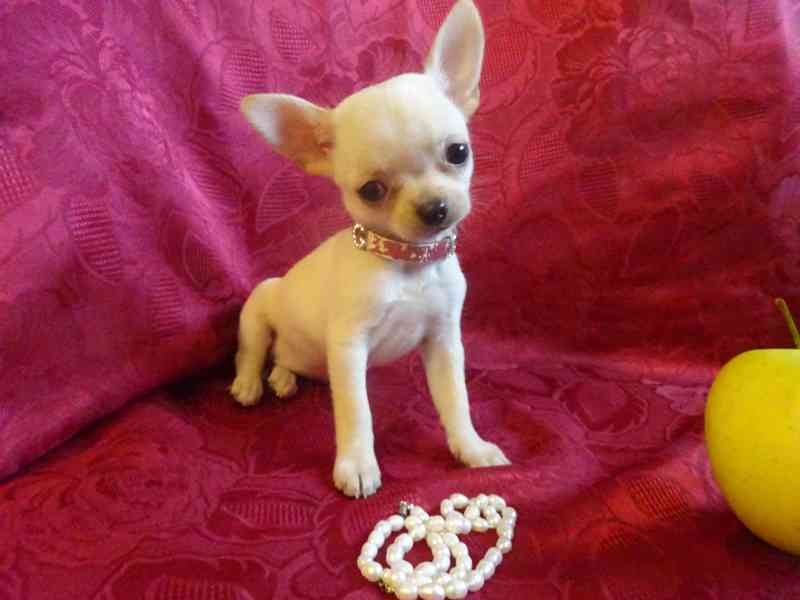 Nabízím štěňátko čivava bez PP, fenečka krátkosrstá. - foto 4