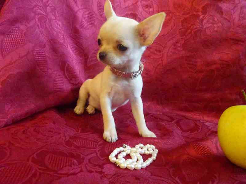 Nabízím štěňátko čivava bez PP, fenečka krátkosrstá. - foto 3