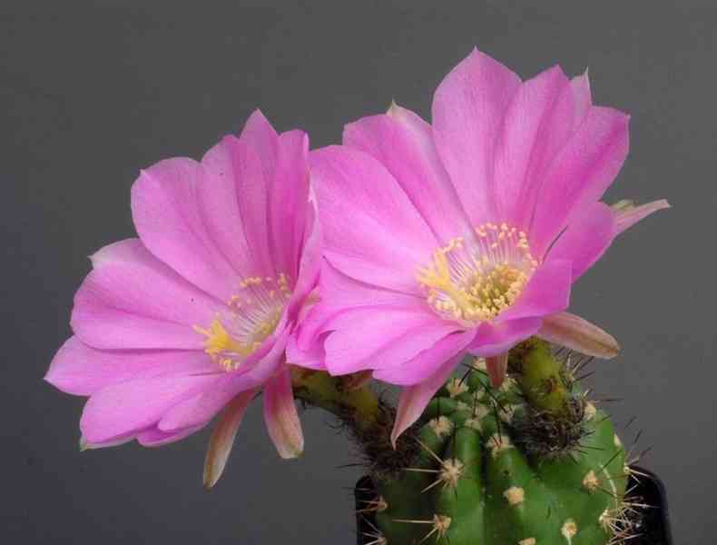 semena kaktusu Lobivia caineana
