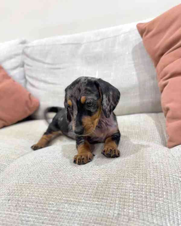 Rozkošná štěňata jezevčíka – milující a hraví společníci - foto 1