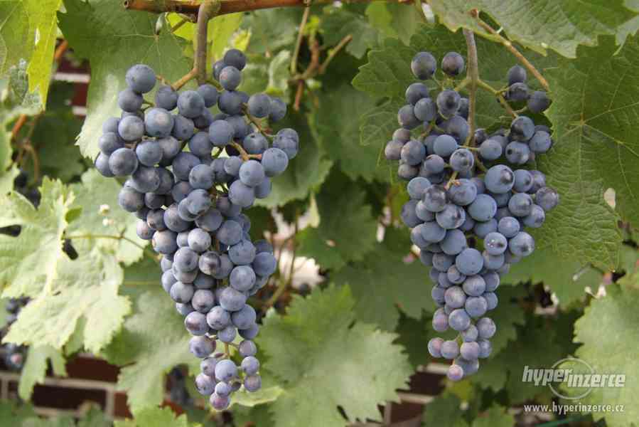 Sazenice hroznového vína - foto 2