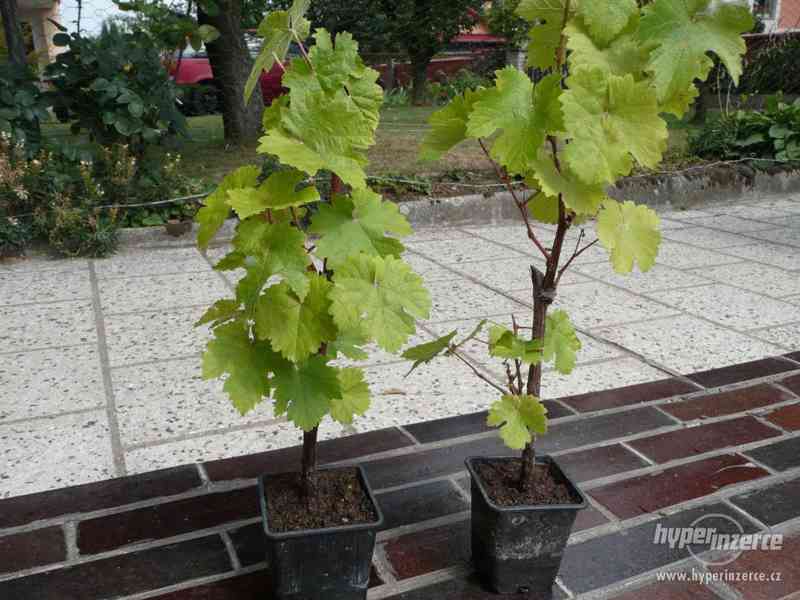 Sazenice hroznového vína - foto 8