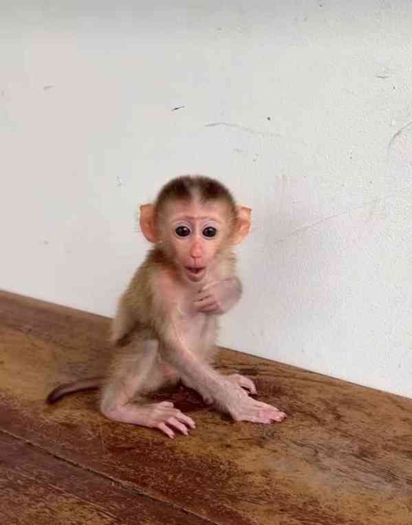 Vynikající kapucínské opice k adopci - foto 3