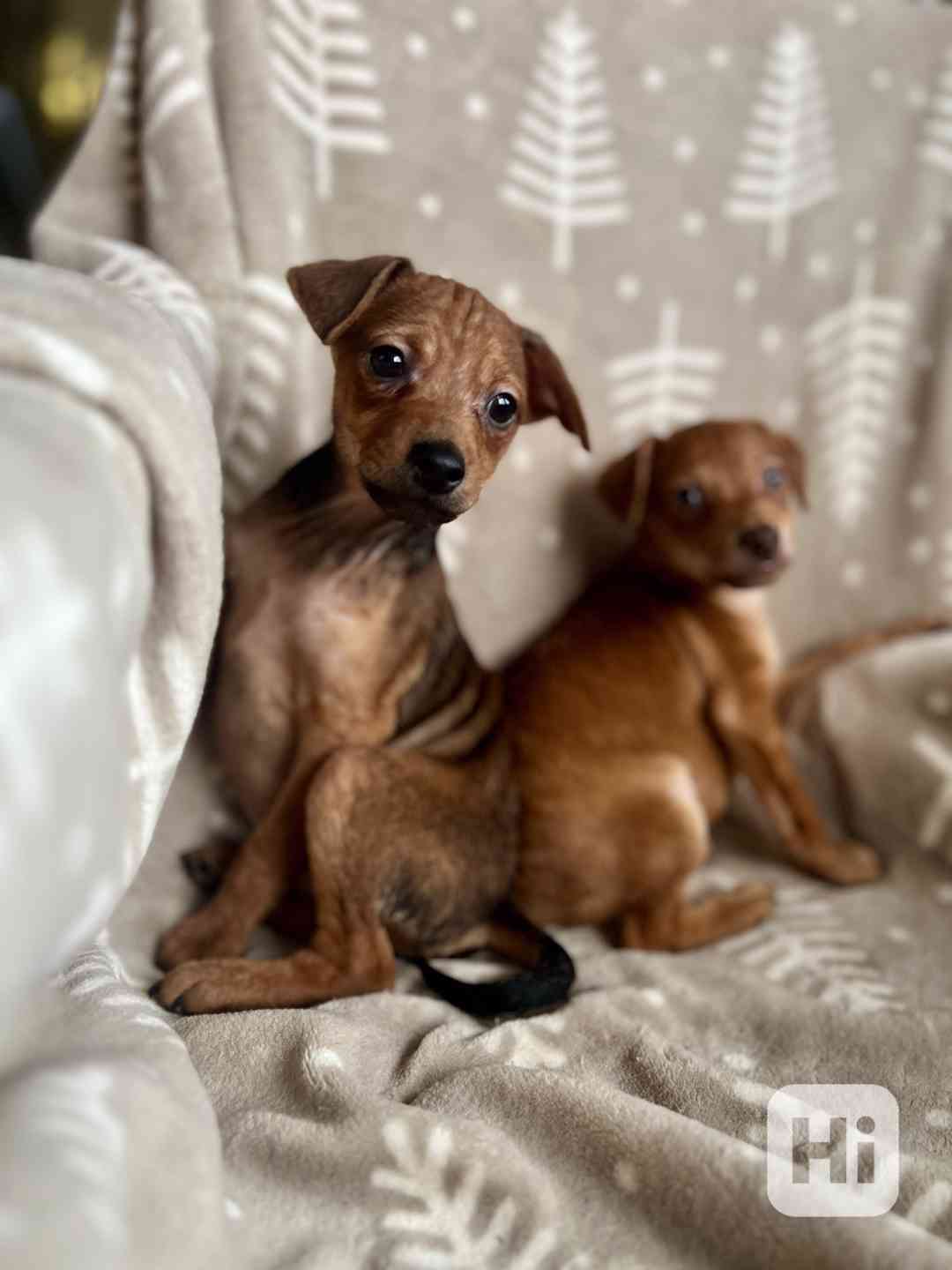 Trpasličí pinč - foto 1