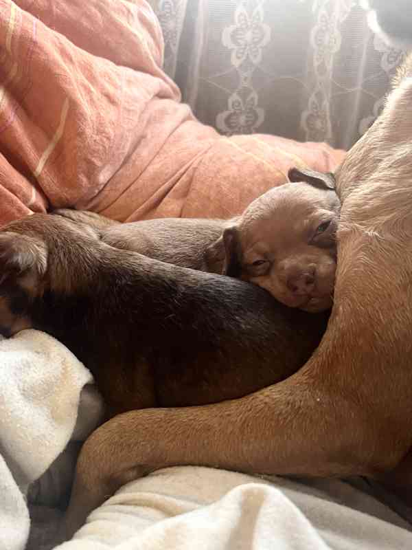 Trpasličí pinč - foto 7