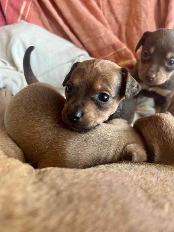 Trpasličí pinč - foto 1