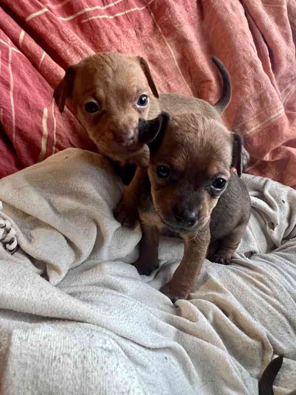 Trpasličí pinč - foto 4