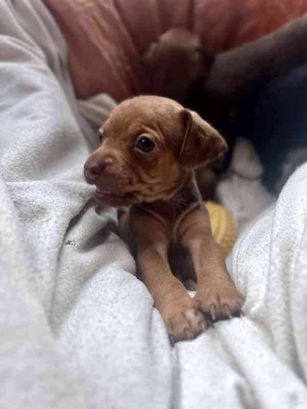 Trpasličí pinč - foto 3