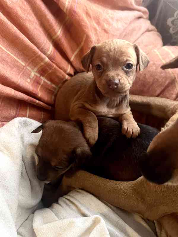 Trpasličí pinč - foto 2