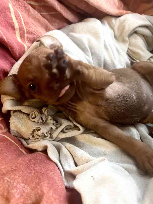 Trpasličí pinč - foto 5