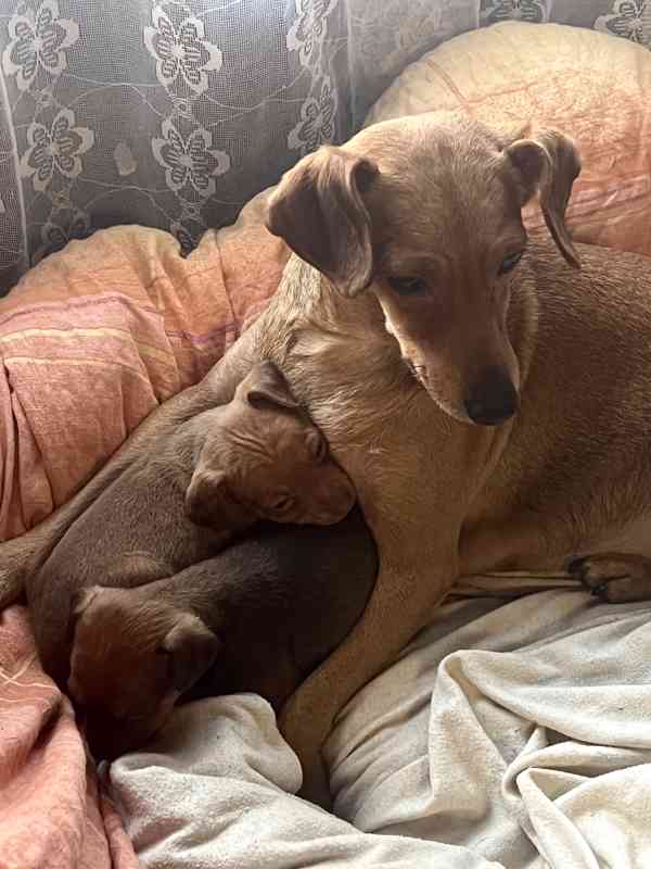 Trpasličí pinč - foto 6