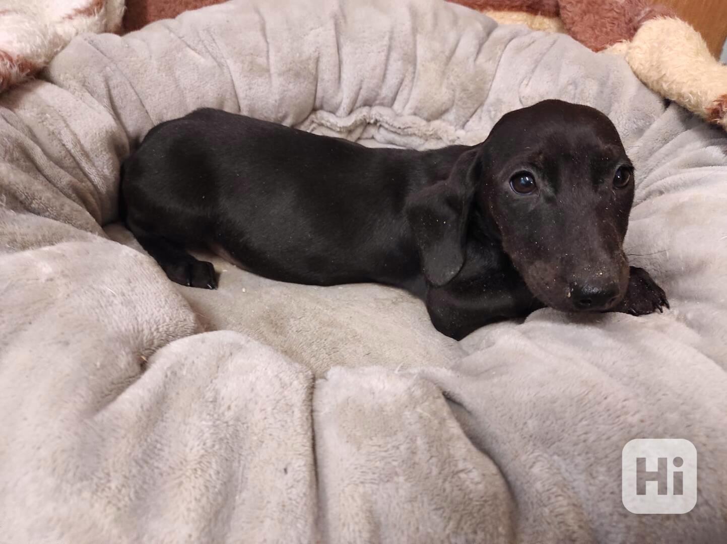 Kříženec anglického kokršpaněla s krátkosrstým  jezevčíkem  - foto 1