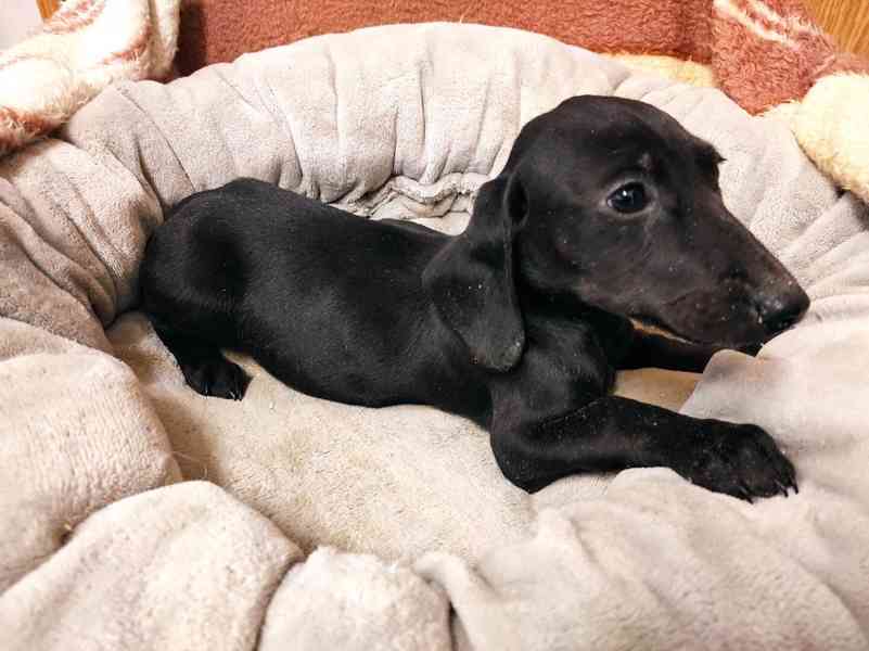 Kříženec anglického kokršpaněla s krátkosrstým  jezevčíkem  - foto 2