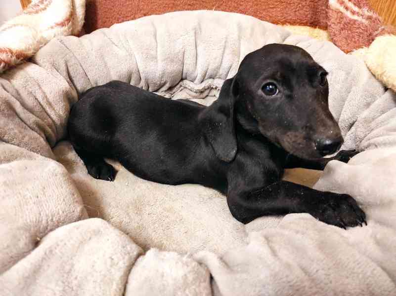 Kříženec anglického kokršpaněla s krátkosrstým  jezevčíkem  - foto 3