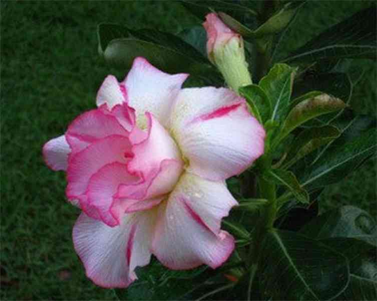 Adenium obesum 'amazing thailand' - semena