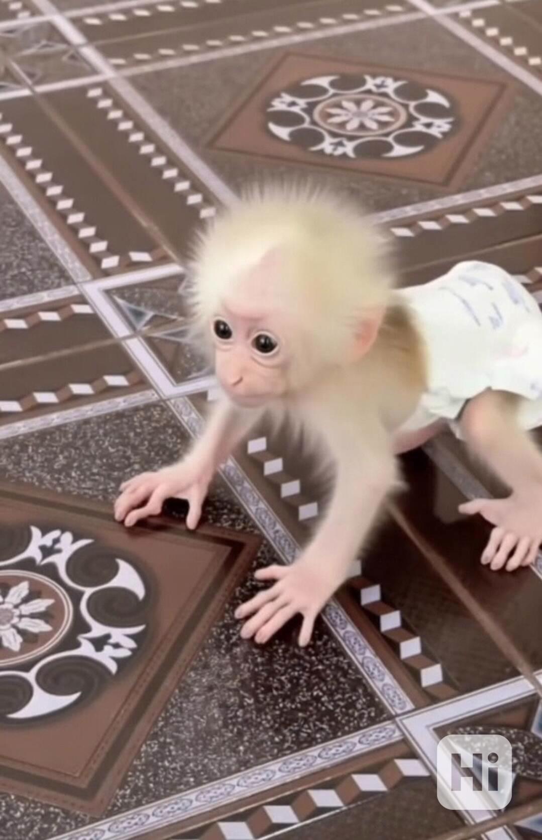 Přítulné kapucínské opice k adopci - foto 1