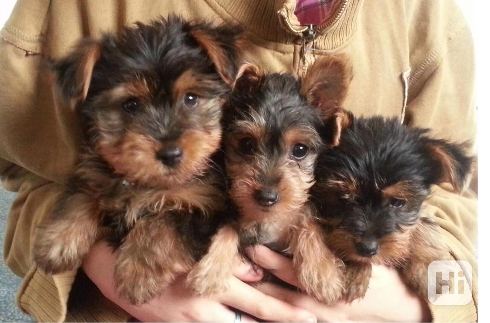 štěňata Yorkie k adopci zdarma - foto 1