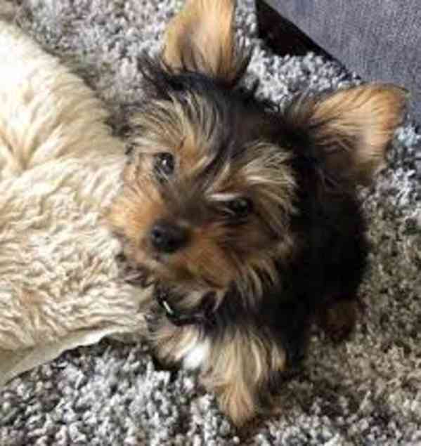 Biewer Jorkšírský teriér (Biewer Yorki) Štěňátka bez PP - foto 2