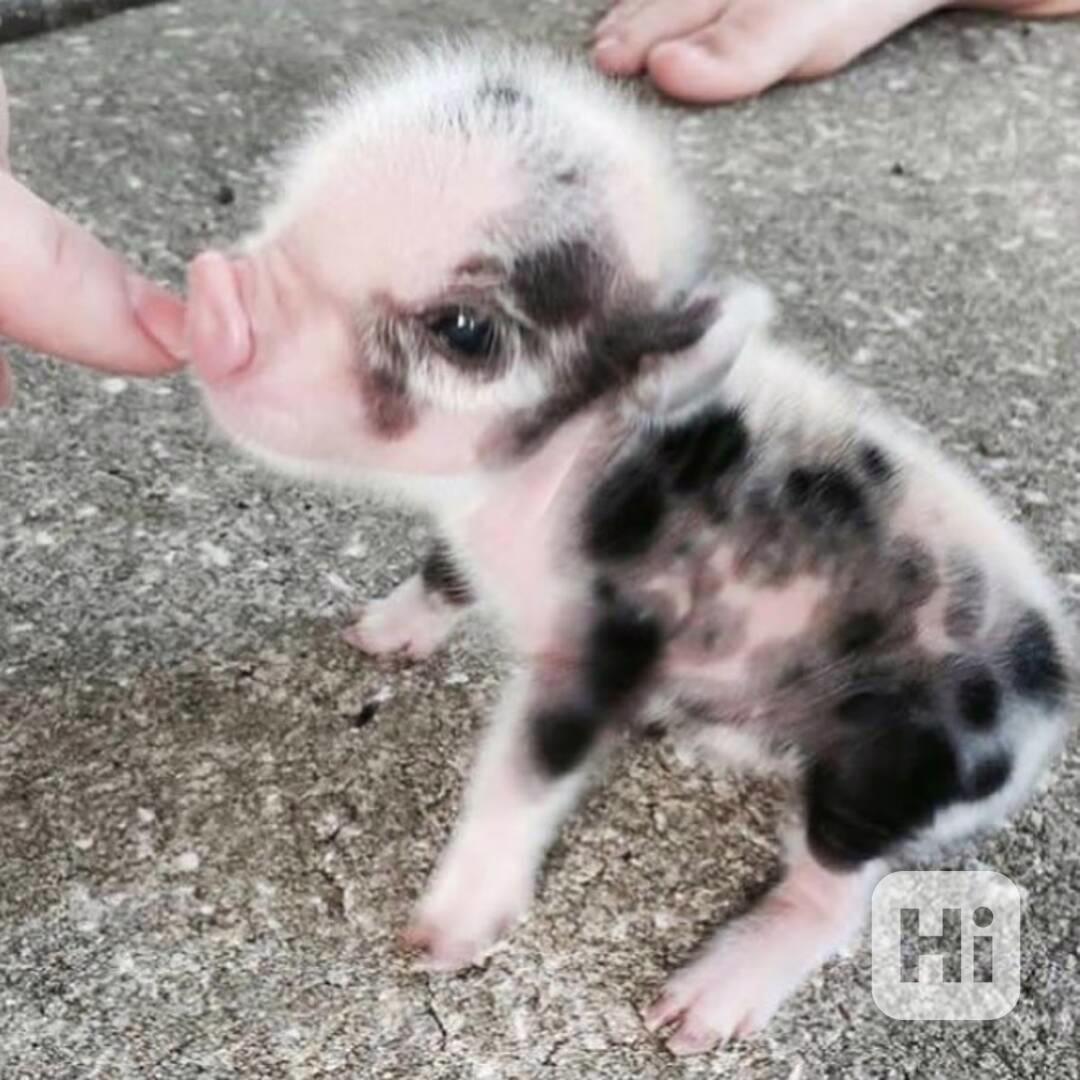 Krásná prasátka na prodej - foto 1