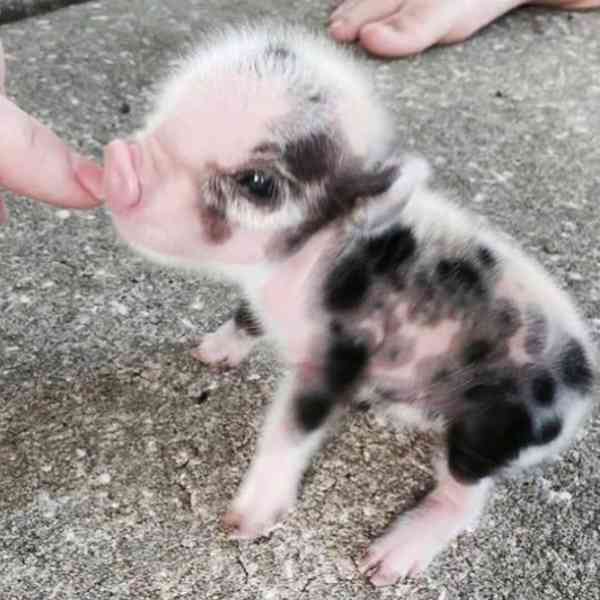 Krásná prasátka na prodej