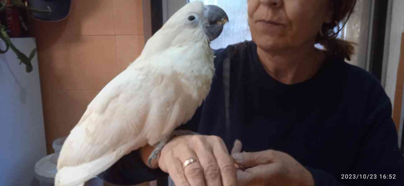 Kakadu bílý - foto 4